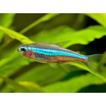 Neon simulans, neon zielony, Paracheirodon simulans